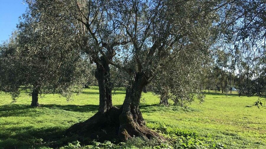 Oristano: Olive Tree Grove Guided Visit with Tasting - Arriving at the Oristano olive grove