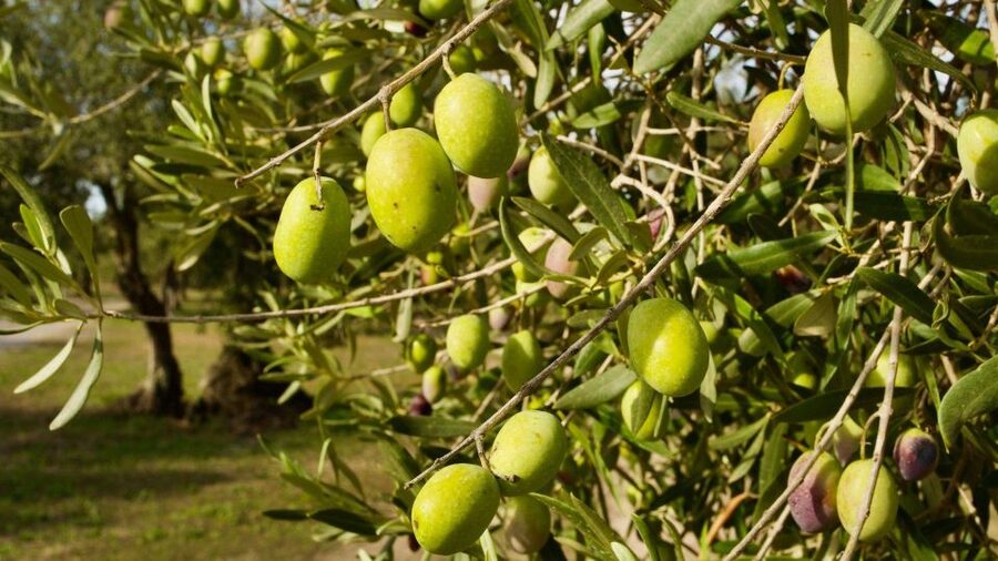 Oristano: Olive Tree Grove Guided Visit with Tasting - Seeing how the oil is made