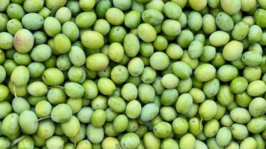 Oristano: Olive Tree Grove Guided Visit with Tasting - What makes the small group worthwhile