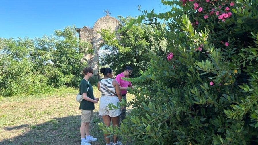 Oristano: Olive Tree Grove Guided Visit with Tasting - Timing, language, and practical planning