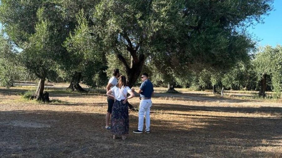 Oristano: Olive Tree Grove Guided Visit with Tasting - Who will enjoy this Sardinian food experience