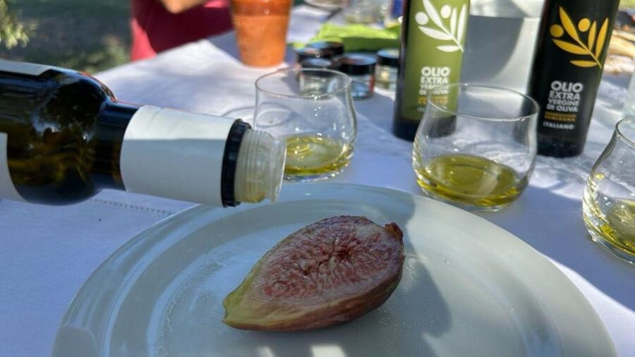 Oristano: Olive Tree Grove Guided Visit with Tasting - Should you book the Oristano olive oil tour?