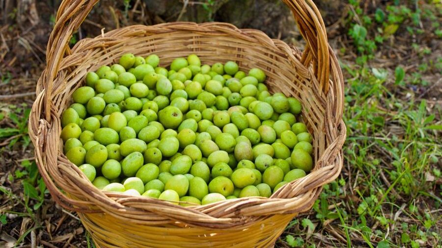 Oristano: Olive Tree Grove Guided Visit with Tasting - Walking among Sardinia’s centenary trees