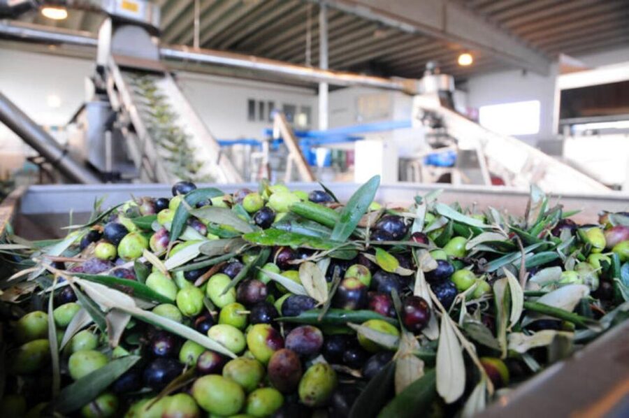 Ostuni: E-bike Tour, Ancient Olive Trees & Oil Tasting - Who should book this Ostuni experience?