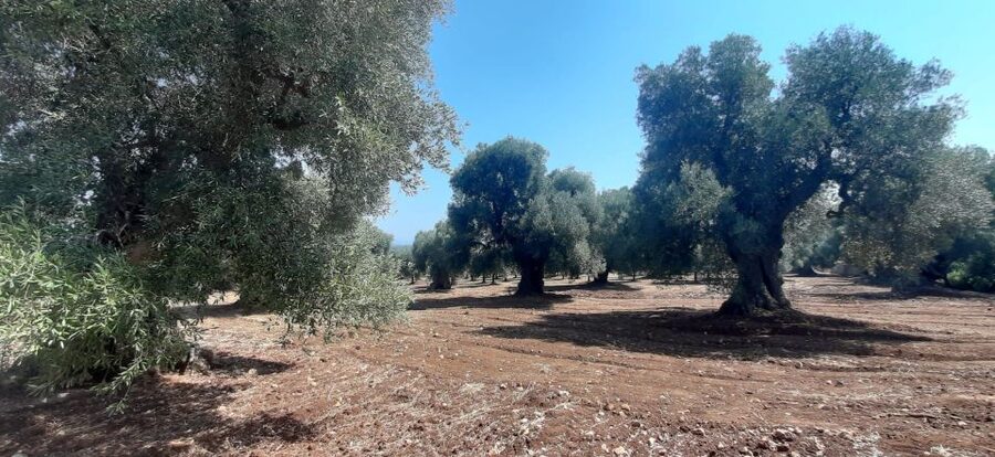 Ostuni: Guided e-bike tour to rock village & olive trees - What the guide adds