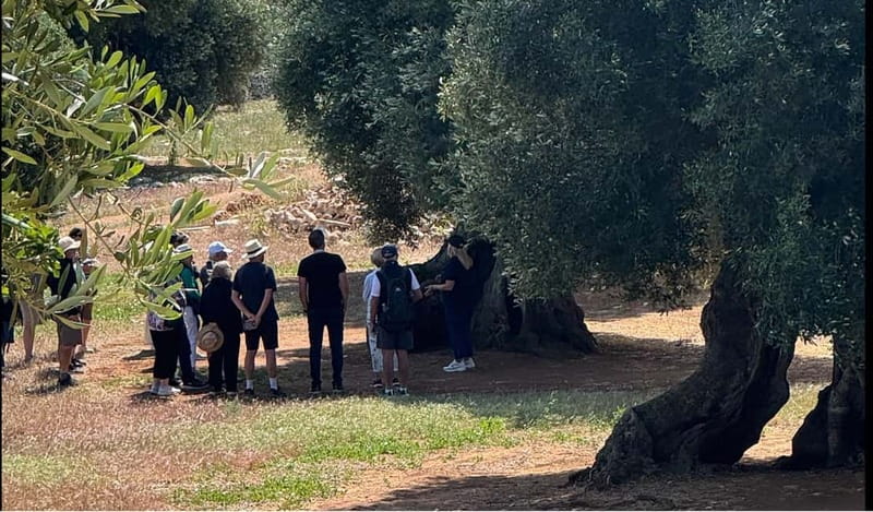 Ostuni: Masseria tour among thousand-year-old olive trees with oil tasting - Five things that make this Ostuni olive farm visit worthwhile