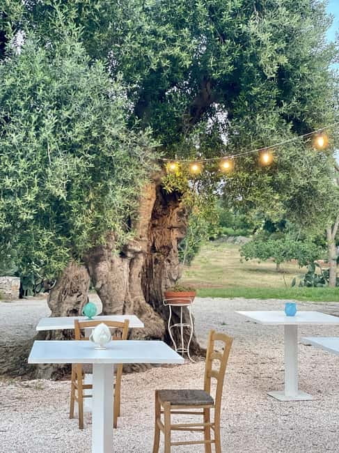 Ostuni: Masseria tour among thousand-year-old olive trees with oil tasting - Why the ancient olive trees are the real beginning