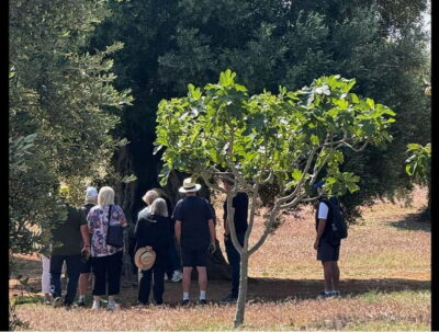 Masseria tour among thousand-year-old olive trees with oil tasting
