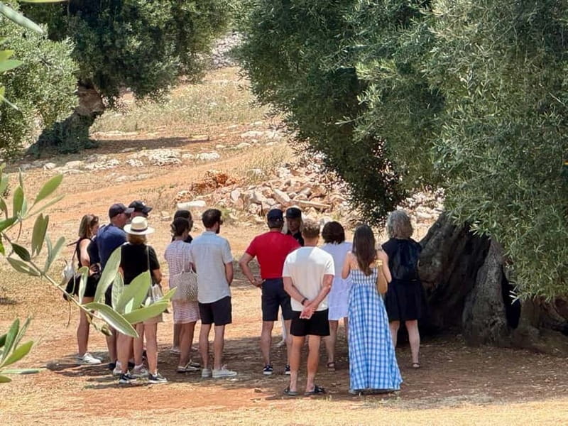 Ostuni: Masseria tour among thousand-year-old olive trees with oil tasting - What the guide adds to the visit