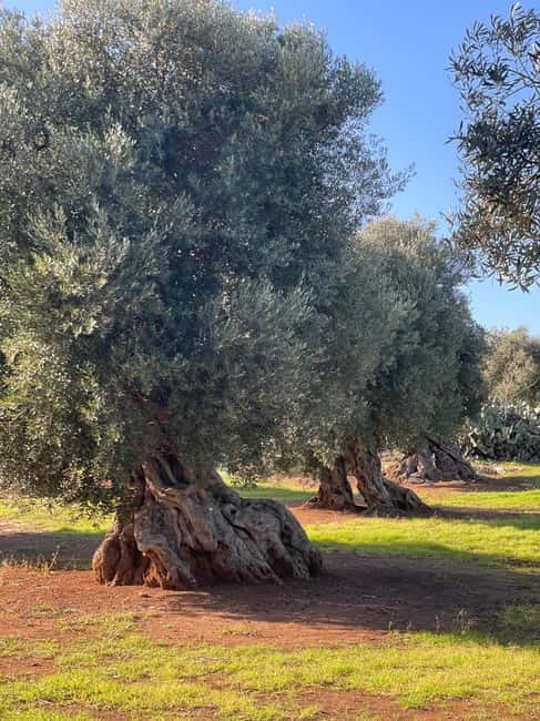Ostuni: Masseria tour among thousand-year-old olive trees with oil tasting - Is $33 a fair price?
