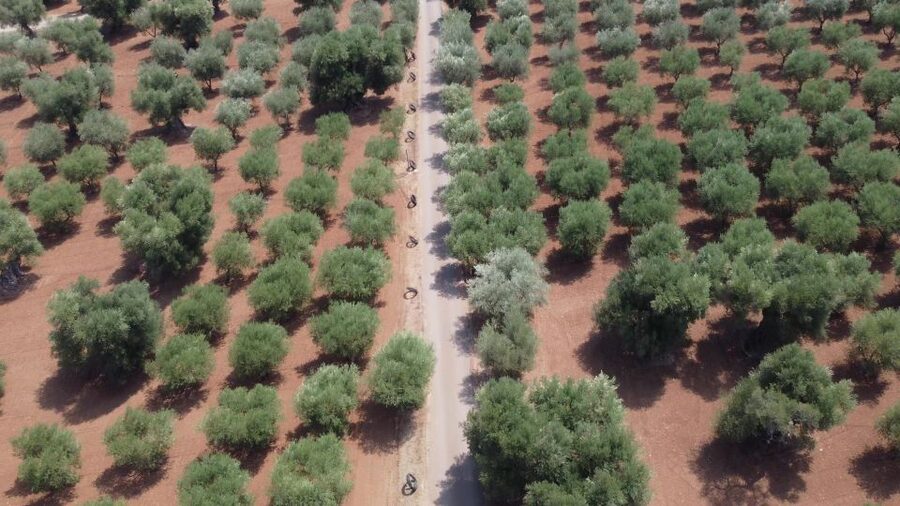 Ostuni: Olive Oil Tasting Tour - The underground mill shows how oil was once made