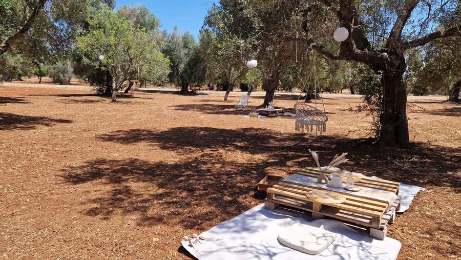 Ostuni: San Vito dei Normani: Organic Picnic in Olive Grove - Key points to know before booking