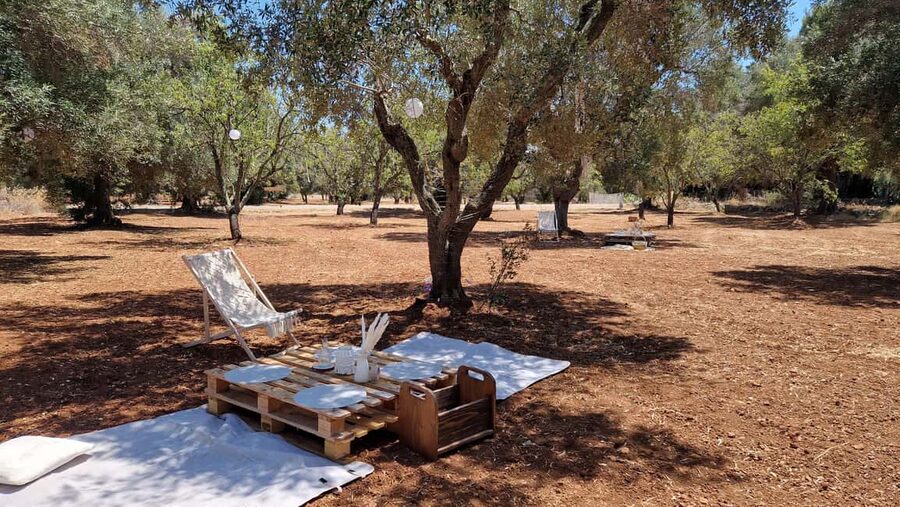 Ostuni: San Vito dei Normani: Organic Picnic in Olive Grove - An olive grove picnic near Ostuni