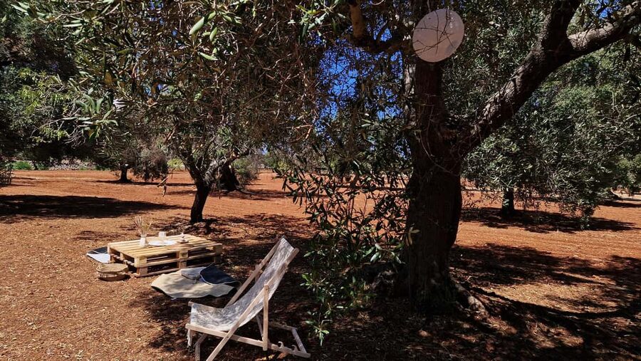Ostuni: San Vito dei Normani: Organic Picnic in Olive Grove - Who will enjoy this experience most