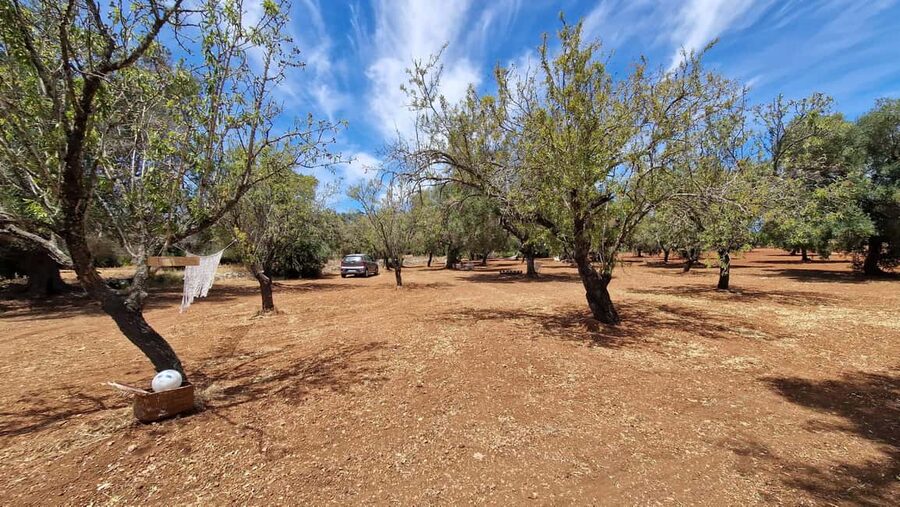 Ostuni: San Vito dei Normani: Organic Picnic in Olive Grove - Optional extras and what they add