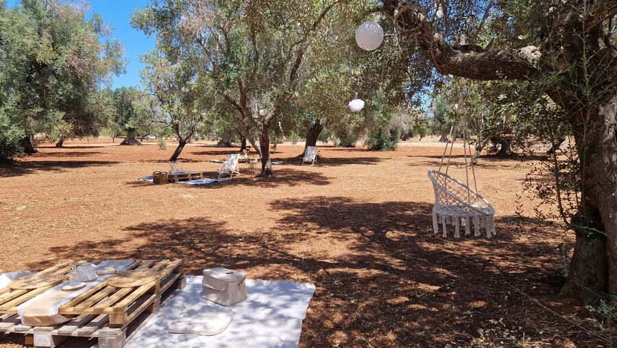 Ostuni: San Vito dei Normani: Organic Picnic in Olive Grove - What happens during the three hours