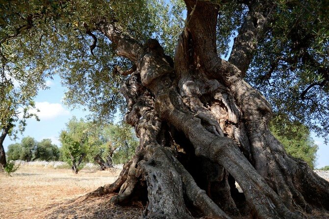 Ostuni : Tasting of Extra Virgin Olive Oil in Masseria - When this experience suits you best