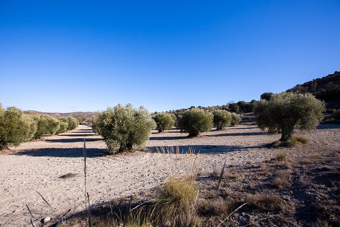 Paella, Olive Oil, Wine & Relax in Rural Estate outside Madrid - Is $207.07 a fair price?