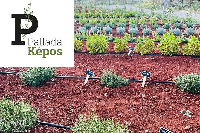 Pallada Semi-Private Olive Oil Tours in Sternes, Chania - Ending with Cretan dakos and local products
