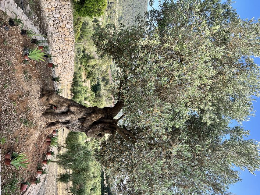 Palma: Orange Farm, Olive Mill, & Winery Tour with Tastings - Should you book it?
