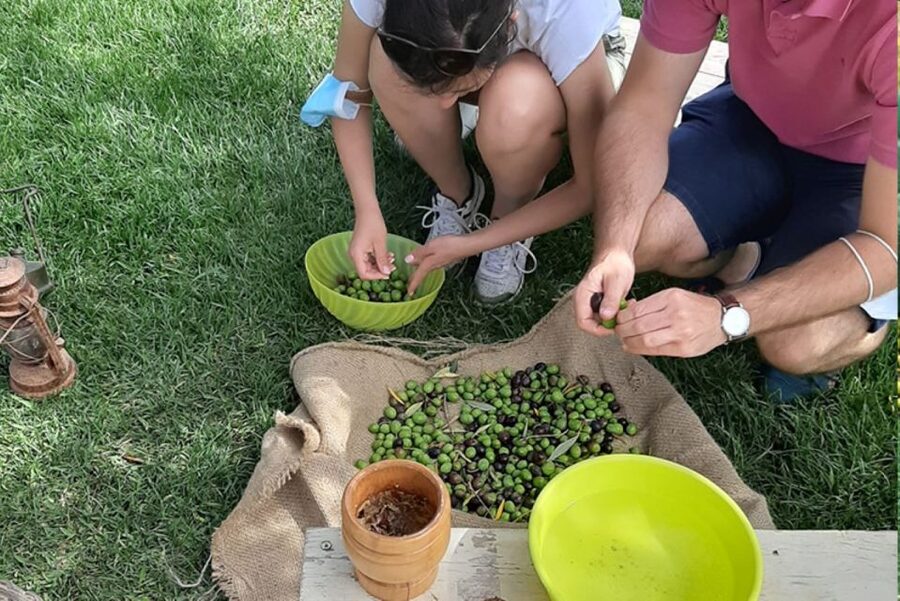 Partinico: Olive Harvest with Wine Tasting and Brunch - What makes this Sicilian farm visit special