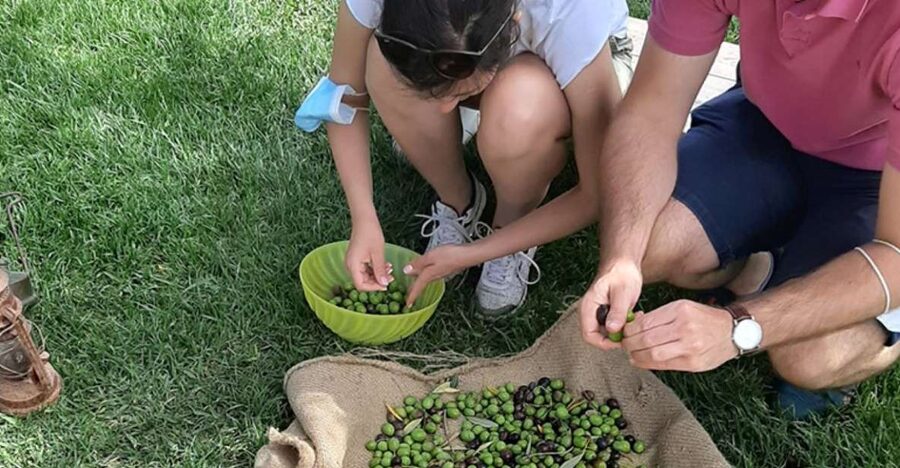 Partinico: Olive Harvest with Wine Tasting and Brunch - Tasting the first extra-virgin oil