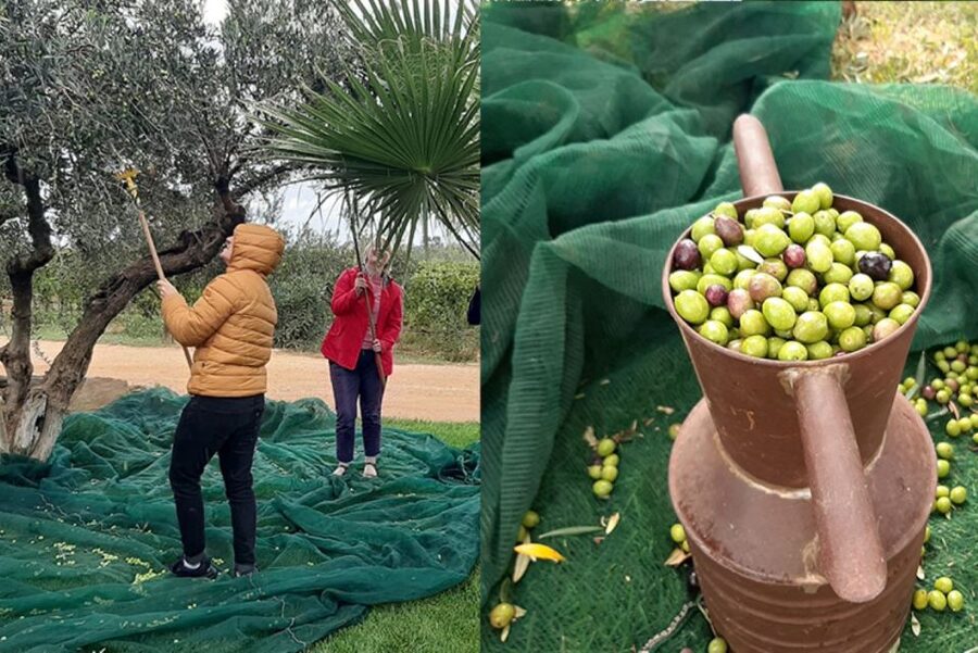 Partinico: Olive Harvest with Wine Tasting and Brunch - Local wine with the meal