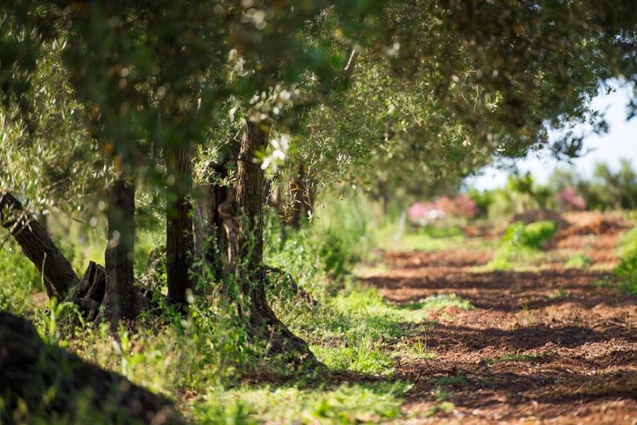 Partinico: Olive Harvest with Wine Tasting and Brunch - Practical advice before you go