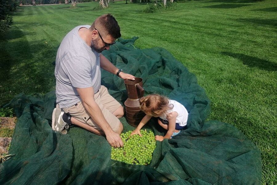 Partinico: Olive Harvest with Wine Tasting and Brunch - Laying the nets and gathering olives