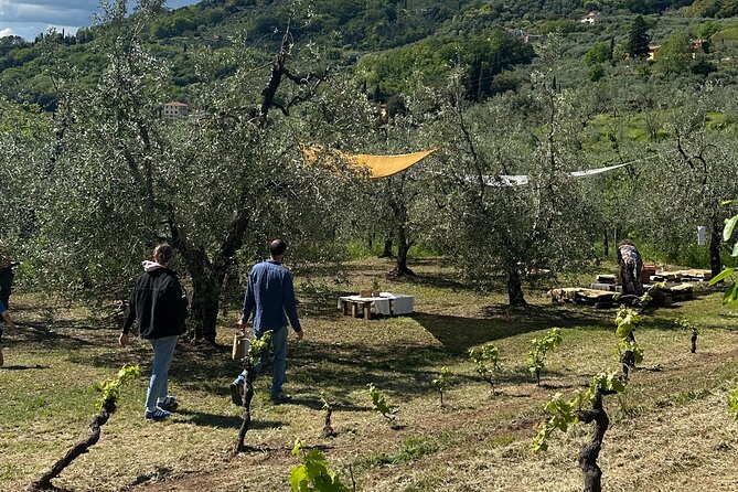 Picnic among the Olive Trees and Tasting of Oil and Local Flavors - Meeting Nicola and Understanding the Olive Oil