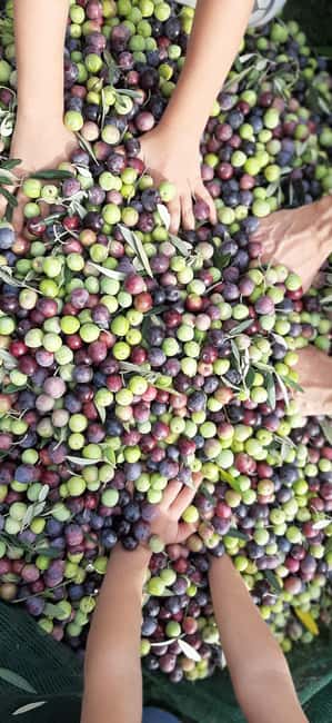 Poreč: Olive Grove Walk and Tasting with Local Products - A gentle start near Poreč and Nova Vas