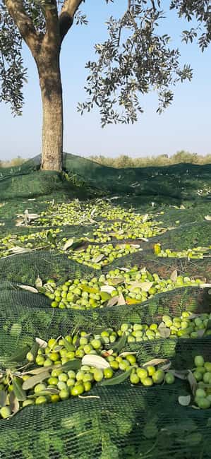 Poreč: Olive Grove Walk and Tasting with Local Products - The viewpoint above the fields
