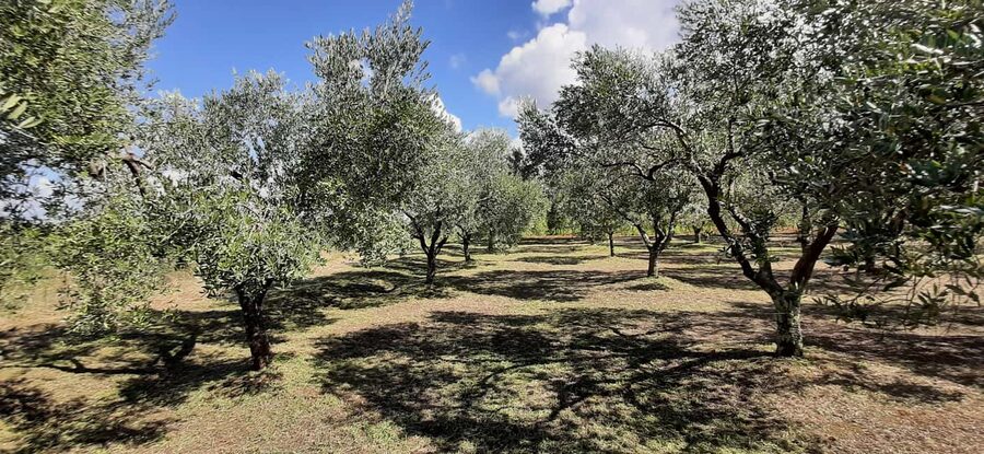 Poreč: Olive Grove Walk and Tasting with Local Products - Walking among Istrian olive trees