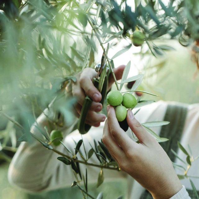 Porto Cesareo: Tour in oliveto con degustazione olio e vini - Key points at a glance