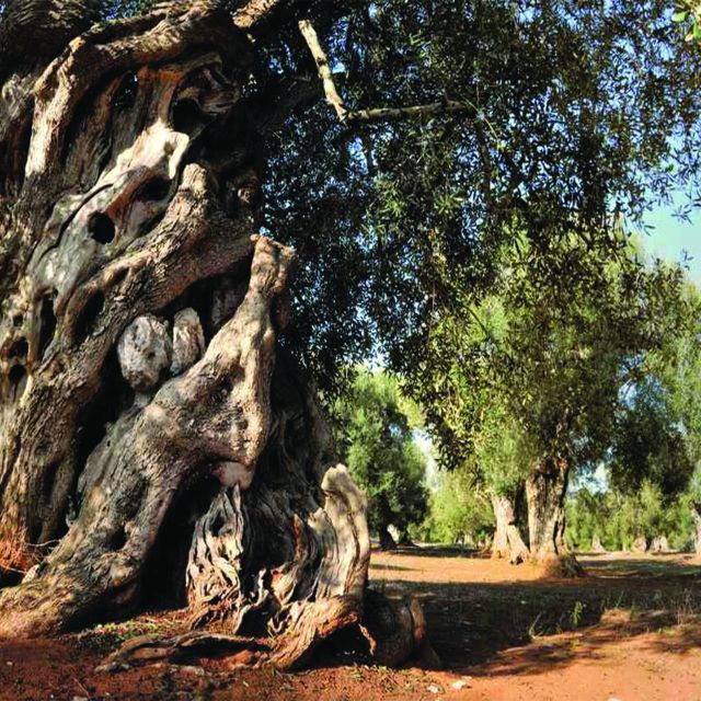 Porto Cesareo: Tour in oliveto con degustazione olio e vini - Starting among Salento’s olive trees