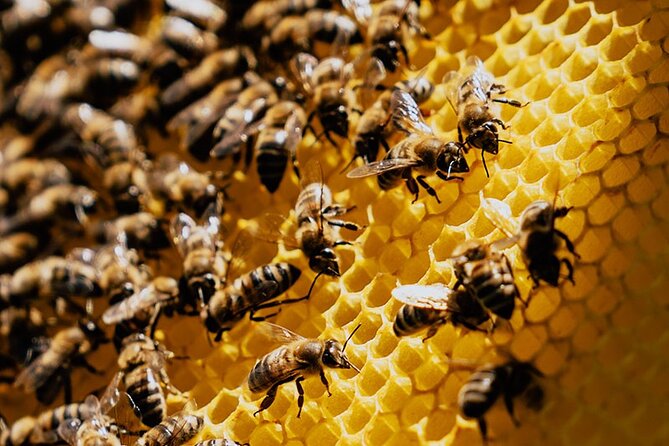Pottery - Honey & Olive Oil experience - Arkadi Monastery and the events of 1866