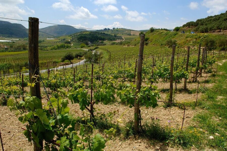 Premium Crete Olive oil tasting, Wine, Raki and Cretan food! - Leaving your hotel in a private vehicle
