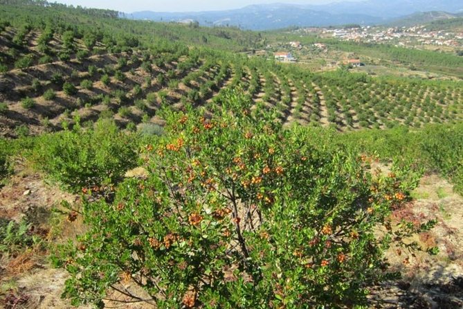 Premium gastronomic mountain tour: Wine, olive oil, spirits, food - Meeting Monchique’s medronho tradition