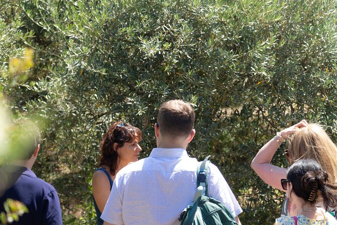 Private guided tour, olive grove in Salon de Provence. - The stone bories that define the estate
