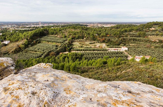 Private guided tour, olive grove in Salon de Provence. - Learning how Provence makes olive oil