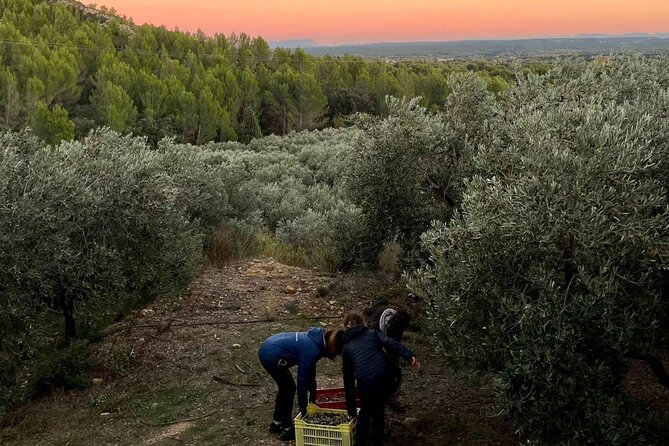 Private guided tour, olive grove in Salon de Provence. - Who will enjoy this short estate visit