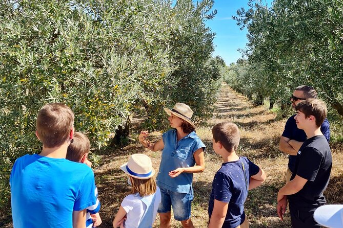 Private guided tour, olive grove in Salon de Provence. - Walking among 2,000 olive trees