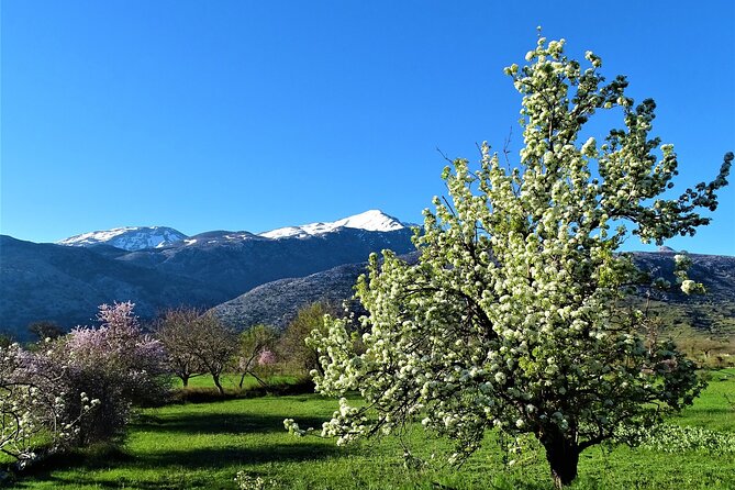 Private Guided Tour to Lasithi Plateau Villages & Olive Oil Mill - A family taverna and a proper Cretan lunch