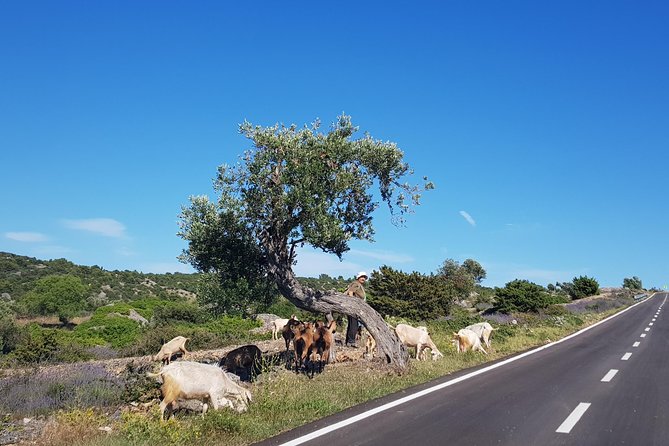 Private Hvar Island Tour and Olive Oil Tasting - What this tour does not cover