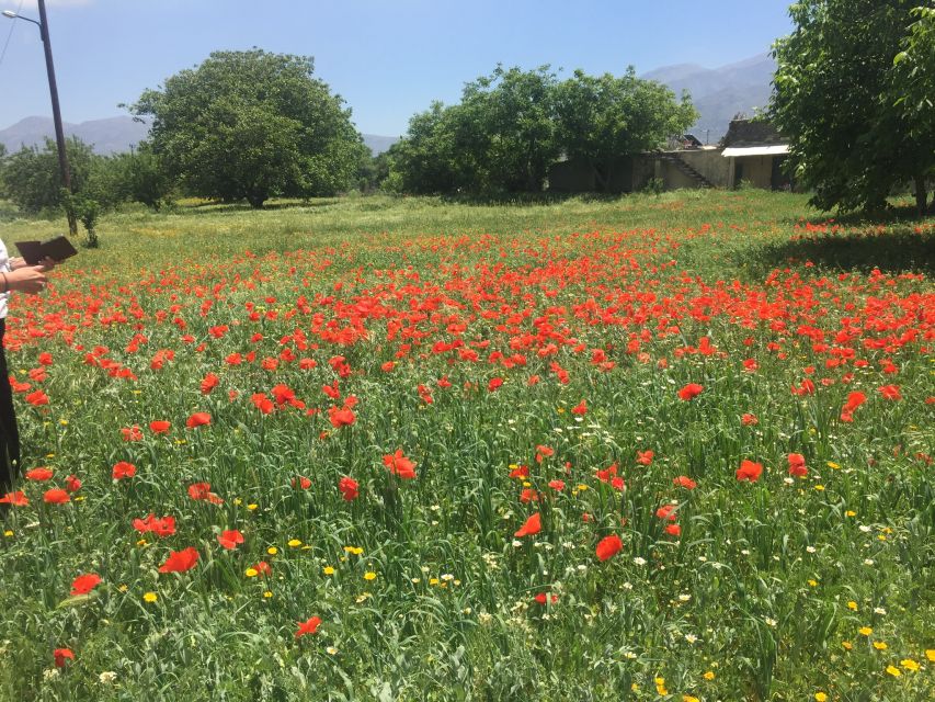 Private-Knossos Palace-Zeus -Villages-Olive Oil Factory - Mochos village and the slower side of Crete