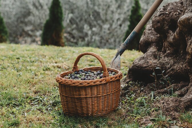 Private Olive Oil and Wine Tasting in Kurilo, Montenegro - Key Points at a Glance