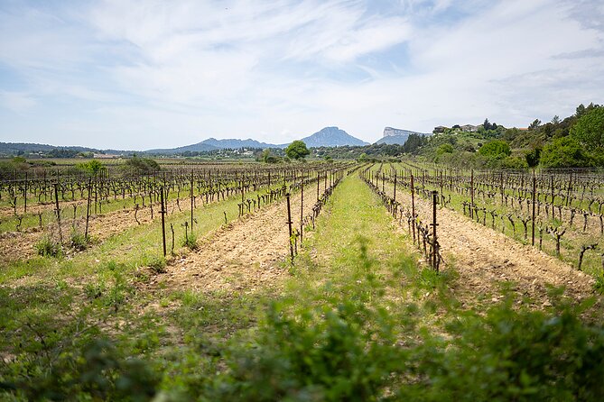 Private Pic Saint Loup Wine and Olive Tour from Montpellier - Why this day works for wine lovers and curious eaters