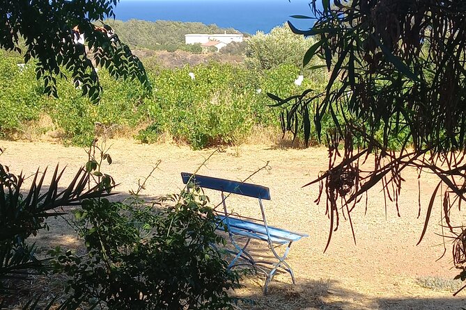 Private Tour: Discover the Secret World of Olives in Afantou - Arriving at the Afantou olive farm