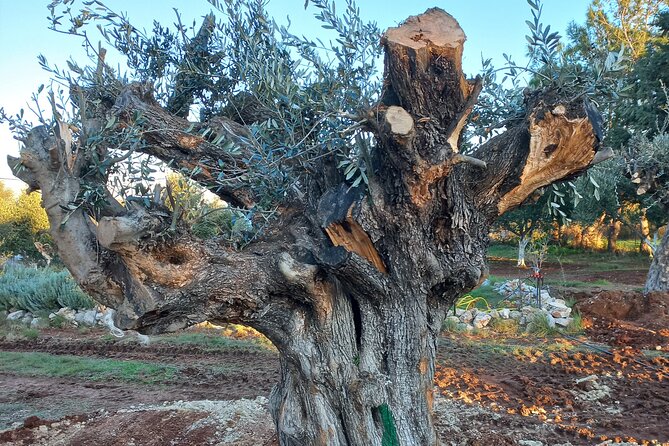 Private Tour: Discover the Secret World of Olives in Afantou - Walking among 150 olive trees