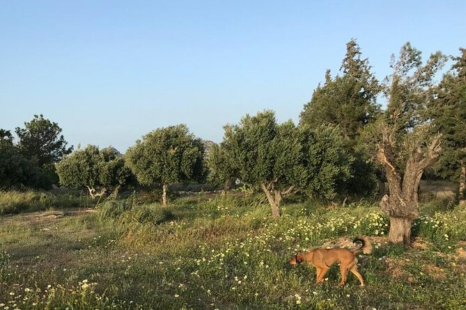 Private Tour: Discover the Secret World of Olives in Afantou - What the private format adds